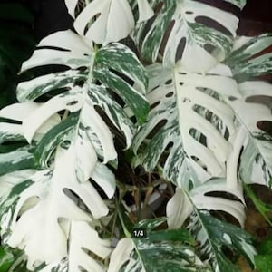 Pode incluir: Um close-up de uma planta Monstera Deliciosa variegada com folhas grandes, brancas e verdes. As folhas têm um padrão de mármore e estão parcialmente abertas.
