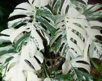 Monstera Deliciosa Albo Variegata - Monstera Variegata - Piante Rare - Talee di Monstera - Nodi di Propagazione