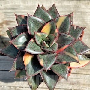 Pode incluir: Um close-up de uma planta suculenta com folhas verdes, amarelas e vermelhas. As folhas são dispostas em um padrão de roseta e têm uma forma pontiaguda.