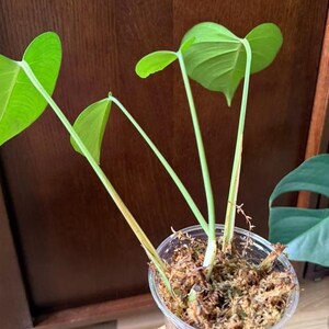 Puede incluir: Una planta joven con cuatro hojas de color verde brillante en forma de corazón y tallos delgados que crece en un vaso de plástico transparente lleno de musgo esfagno marrón. La planta presenta venas de color verde claro visibles en las hojas y tallos, con algo de decoloración marrón en la base de los tallos donde emergen del medio de musgo.