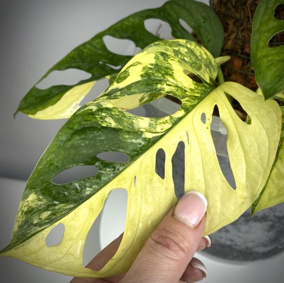 Monstera Adansonii Aurea Variegated - Monstera Variegated - Plantas Raras -  Esquejes de Monstera - Nodos de Propagacin - Etsy Espaa