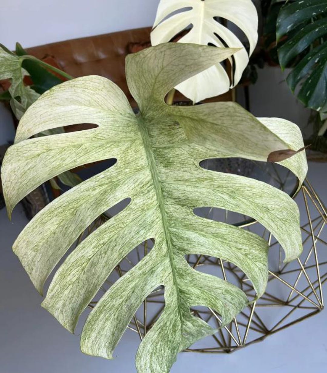 Monstera Deliciosa Mint Variegata - Monstera Mint - Rare