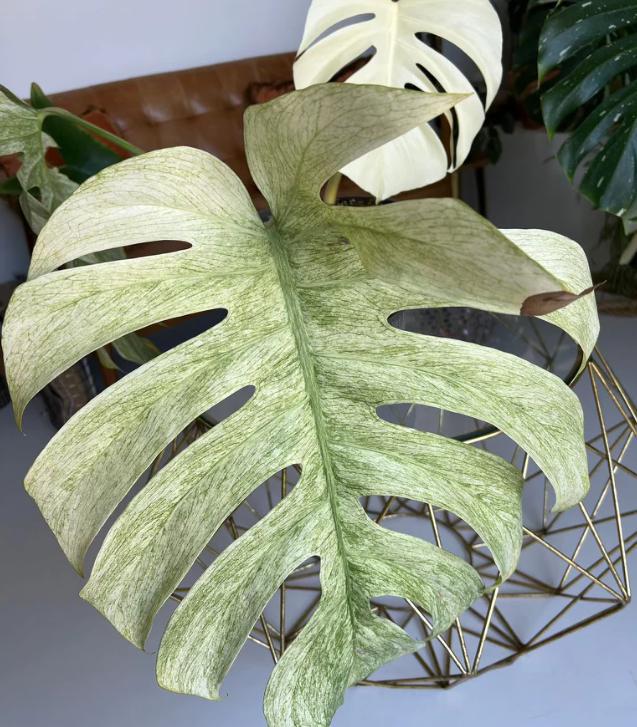 【希少】Monstera deliciosa mint variegata The Rare Monstera Deliciosa Mint Variegated Houseplant