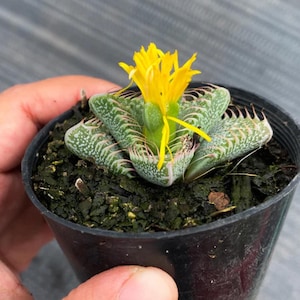 Faucaria Tigrina - Plantes Faucaria - Plantes Lithops - Lithops