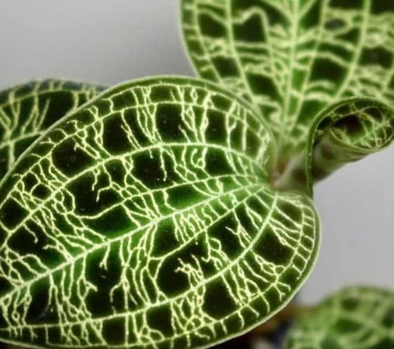 Buy Jewel Orchid Macodes Petola - Rare Plant - Beautiful Plant