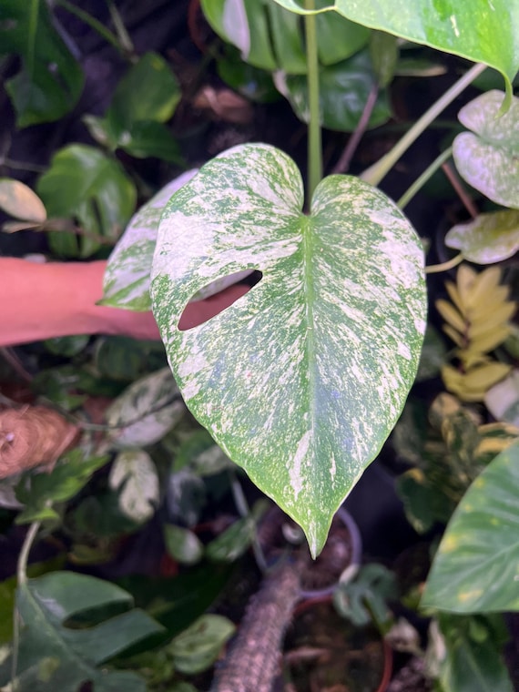 Monstera Deliciosa Mint Variegata - Monstera Mint - Rare