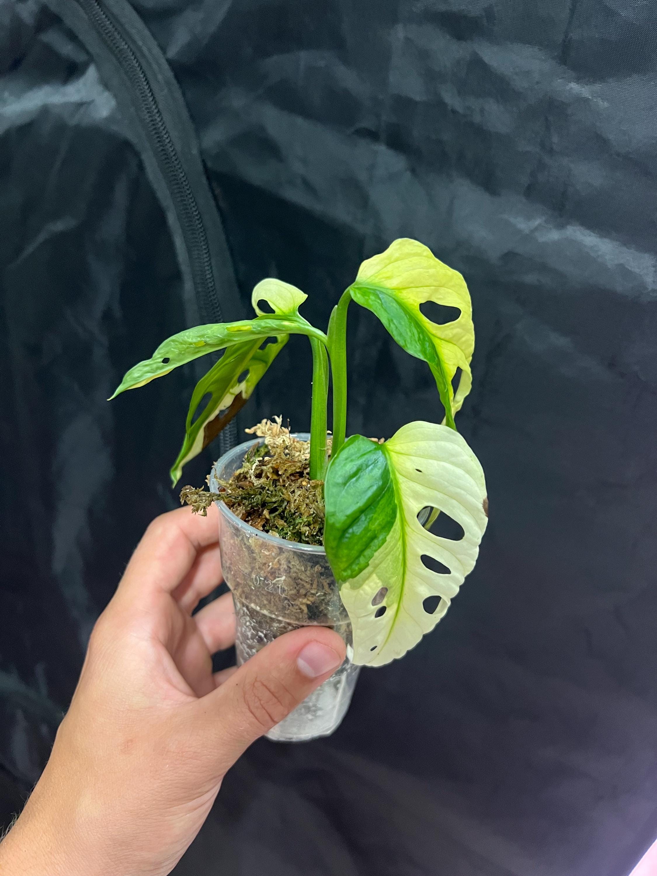 Monstera Adansonii Albo Variegated  Bunte Monstera  Seltene Pflanzen   Monstera-Stecklinge  Vermehrungsknoten - Etsy sterreich