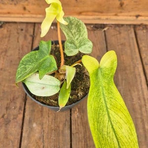 Philodendron Florida Ghost Node-stickling | Sällsynt Philodendron-krukväxt | Levande tropisk växtstickling för samlare