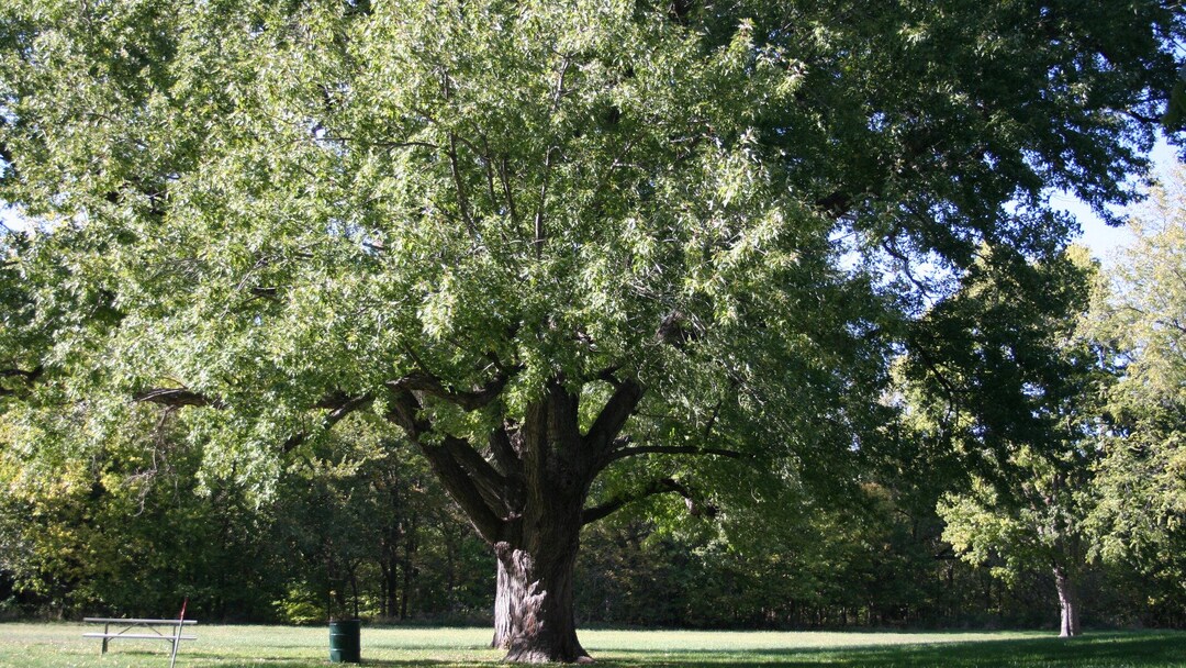 Silver Maple Tree Seeds Aka Acer Saccharinum, Creek, Silverleaf, Soft ...