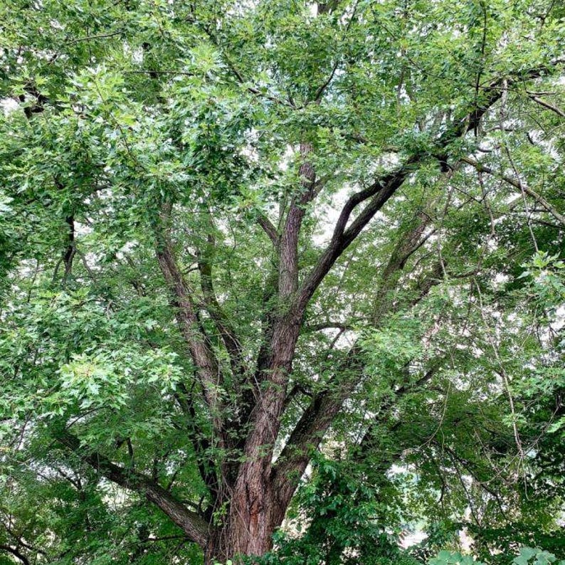 Silver Maple Tree Seeds Aka Acer Saccharinum, Creek, Silverleaf, Soft ...