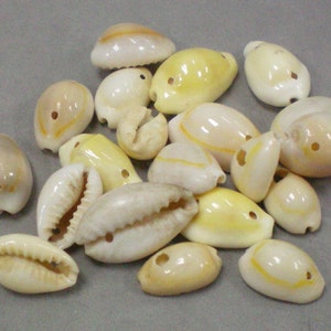 Shell Beads image 2