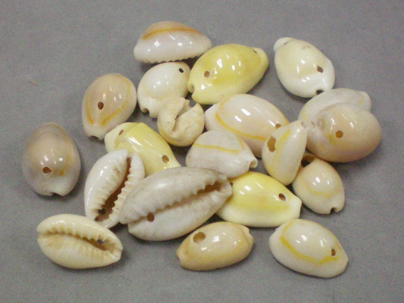 Shell Beads image 2