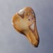 see more listings in the Minerals/Stones/Fossils section