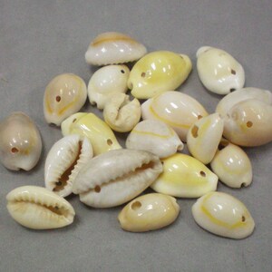 Shell Beads image 1