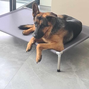 Raised dog beds for giant breeds 2025