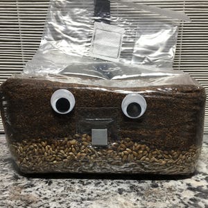 May include: A brown, rectangular bag filled with grain and substrate, with googly eyes and a square mouth attached to the front. The bag is sealed with a clear plastic top and a white filter patch.