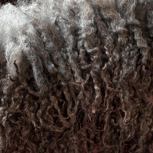 May include: Close-up of raw, unprocessed wool fibers. The wool is a mix of gray and brown tones, with a curly, textured appearance. The fibers are tightly curled, creating a dense, voluminous mass. The wool appears soft and natural.