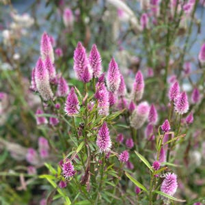 Florida Grown celosia seeds - Flamingo Feather