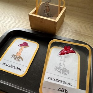 Op de afbeelding: Educatieve flashcards met paddenstoel illustraties. De kaarten hebben een witte achtergrond met een paddenstoel tekening en het woord "mushroom" eronder geschreven. Eén kaart toont de paddenstoelkap. Een kleine houten doos bevat extra kaarten.