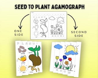 Seed to Plant Agamograph Printable | Life Cycle of a Plant Craft for Kids | Garden Science Activity PDF | Black and White Coloring Download