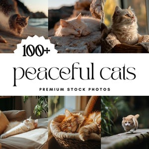 Stockfoto's van katten, 100+ vreedzame kattenafbeeldingen voor sociale media, Serene Feline Visuals-marketingbundel, digitale download, schattig en gezellig
