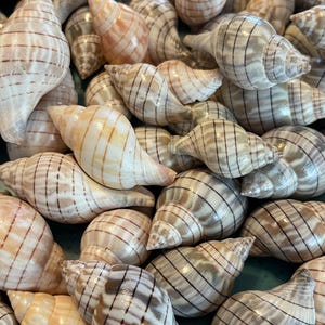 May include: A collection of seashells with brown and white stripes. The shells are arranged in a bowl and are various sizes.