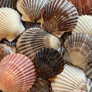 May include: A collection of seashells in various colors and patterns, including white, brown, pink, and black. The shells are arranged in a pile, with some overlapping.