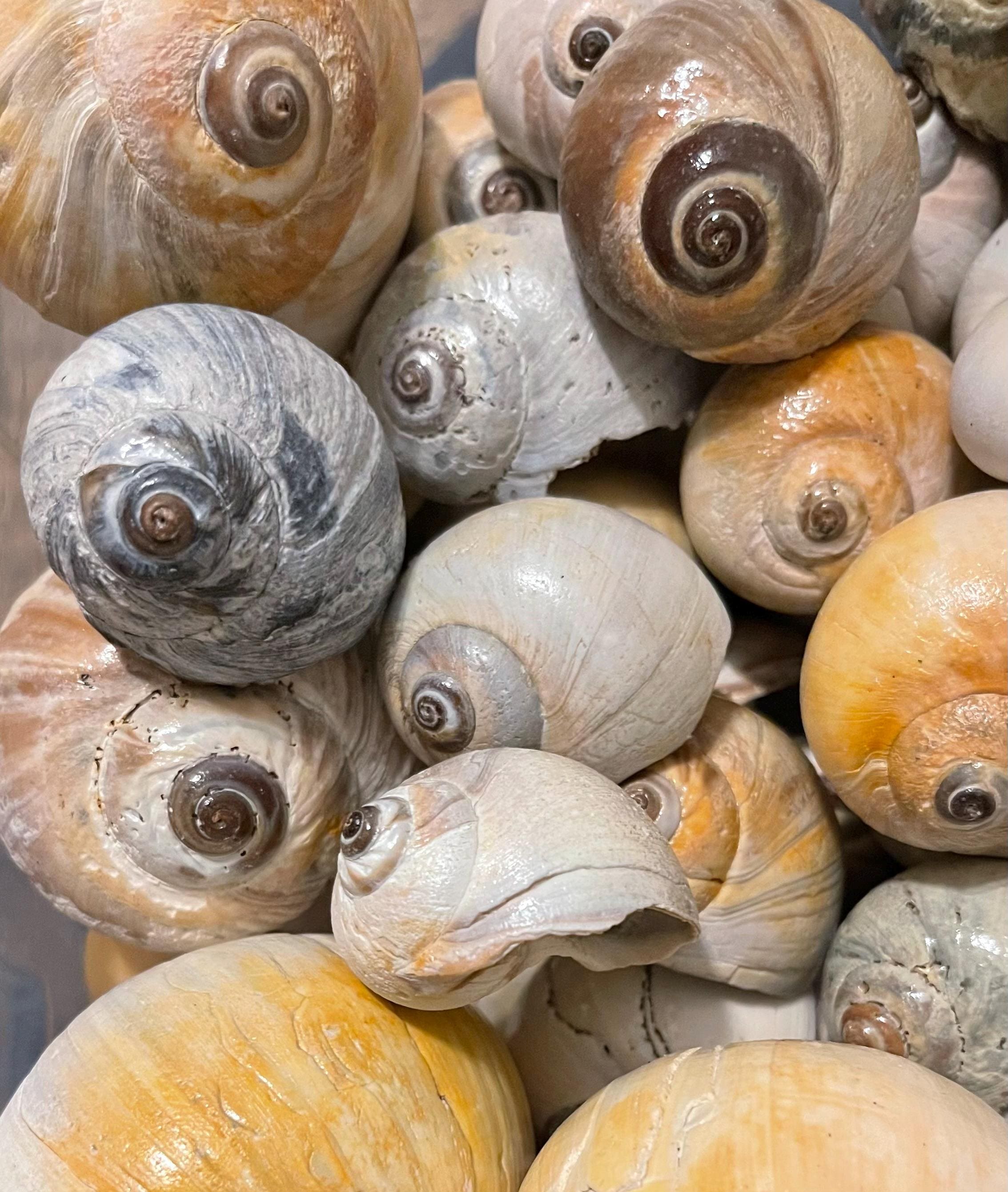 Northure Shell Northern Moon-snail Shells Plum Island Massachusetts Beautiful Genuine ...