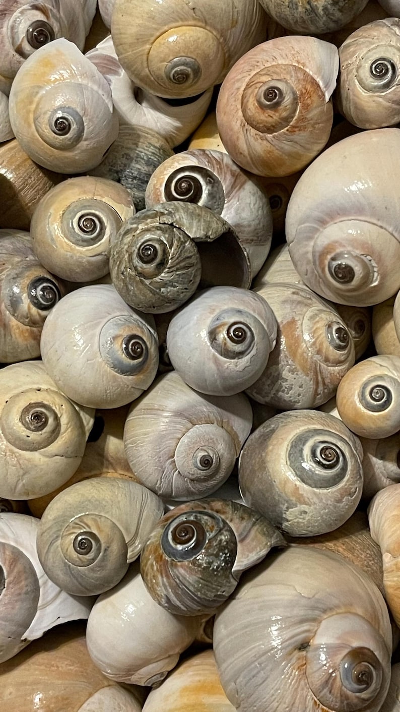 Northern Moon Snail Shells - Plum Island, MA - Lot of 10 - Etsy