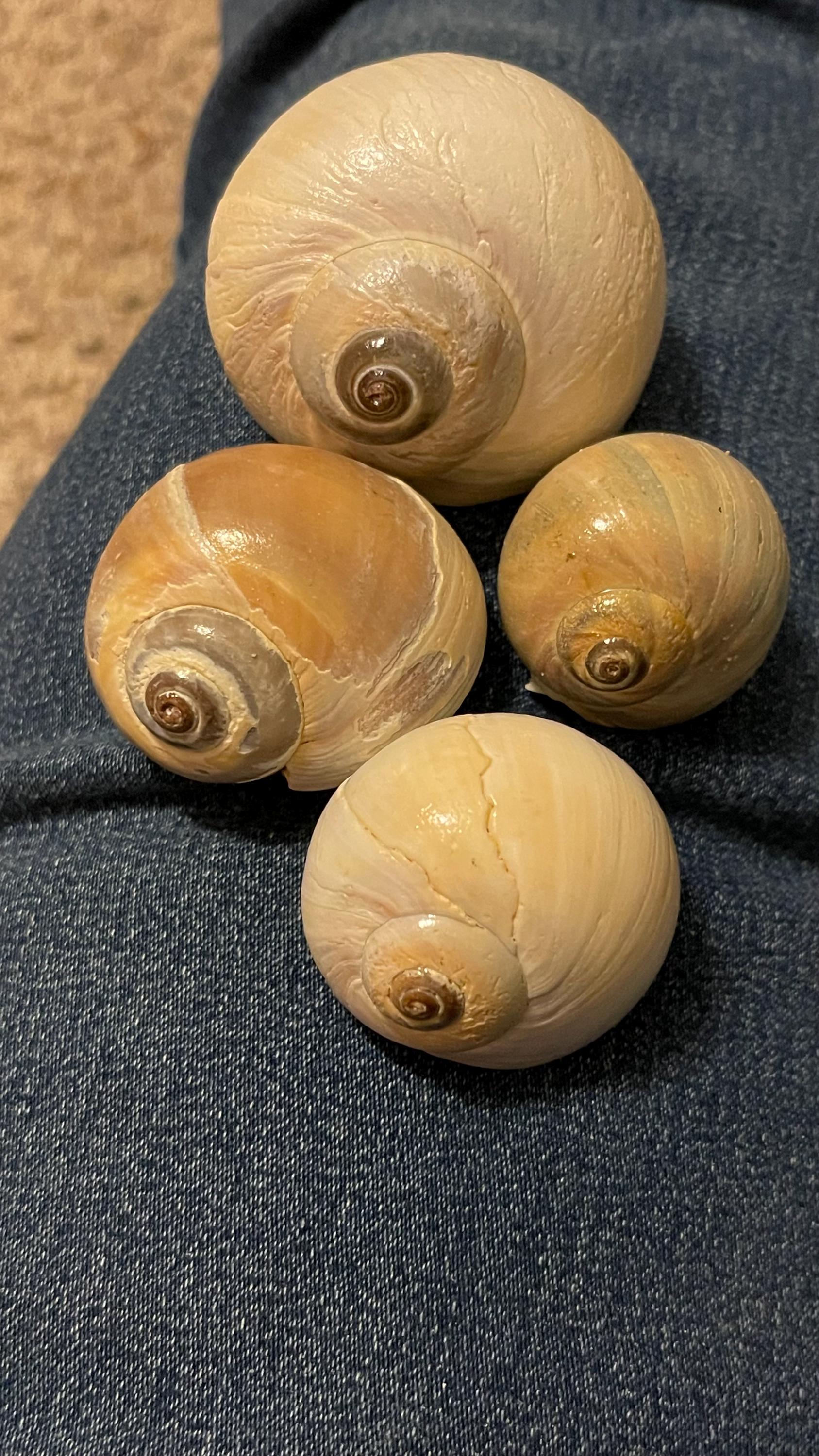 Northure Shell Northern Moon-snail Shells Plum Island Massachusetts Beautiful Genuine ...