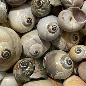 May include: A collection of seashells in various shades of brown, white, and gray. The shells are arranged in a random pattern, showcasing their unique shapes and textures.