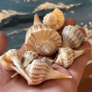 May include: A collection of various seashells in shades of tan and cream, with brown stripes and spiral patterns. The shells are held in a hand, showcasing their unique shapes and textures. The background is a blurred painting of ocean waves.