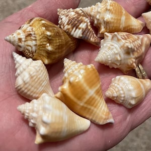 May include: A collection of seashells in various shades of brown, white, and cream. The shells are all different shapes and sizes, and some have intricate patterns.