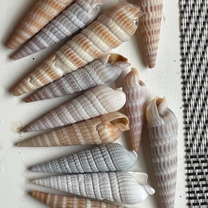 May include: A collection of ten small, pointed seashells with brown, white, and gray striped patterns. The shells are arranged in a row on a white surface.