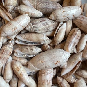 May include: A close-up of a pile of small, brown seashells. The shells are smooth and have a slightly iridescent sheen. They are all different shapes and sizes, but they are all roughly the same color.