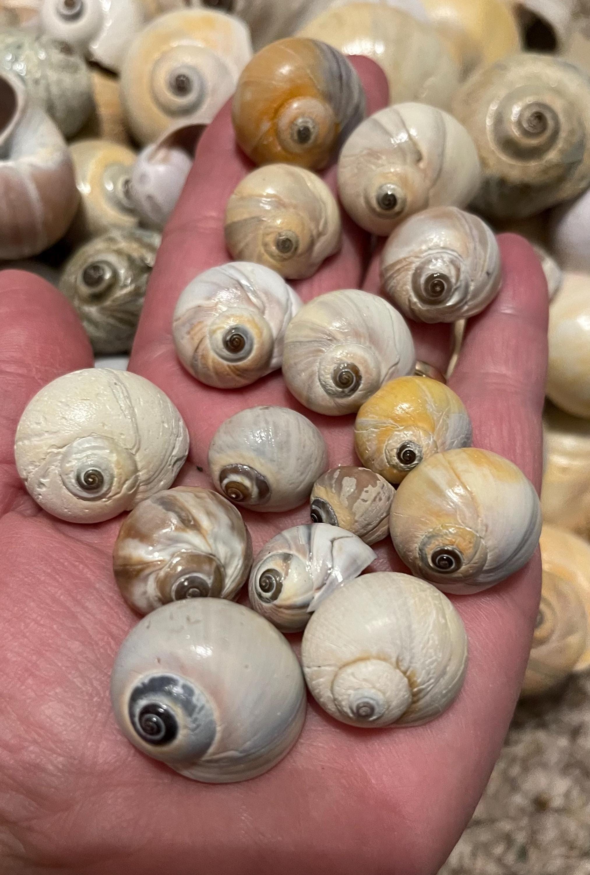 Northure Shell Northern Moon-snail Shells Plum Island Massachusetts Beautiful Genuine ...