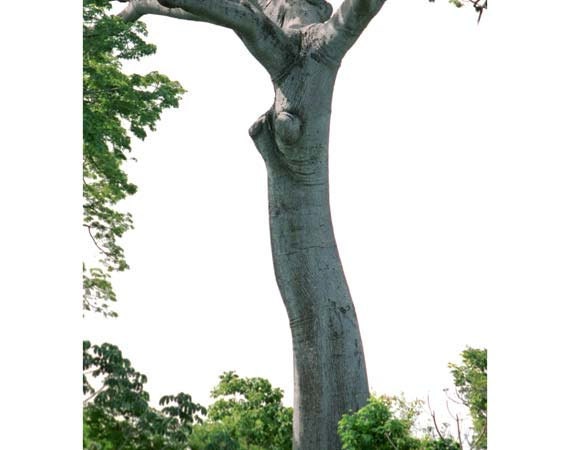 In tree naked Sex In