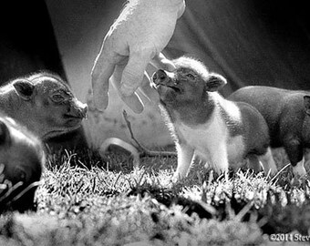 Baby Pigs, 6 Days Old, Pigs Photo, Pig Art, Piglets