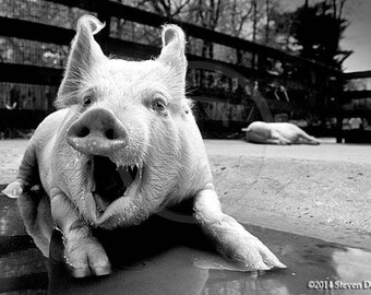 Pig Art,Laughing Pig Photo, Funny Wall Art,Humor Photo