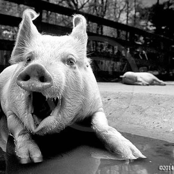 Pig Art,Laughing Pig Photo, Funny Wall Art,Humor Photo