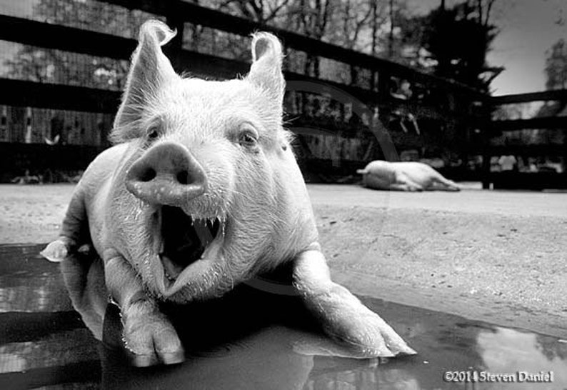 Pig Artlaughing Pig Photo Funny Wall Arthumor Photo Etsy