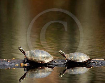 Nature Print - Eastern Painted Turtles Photo Art Photograph