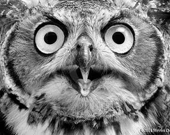 Owl Print, Amazing Eyes, Owl Art, Great Horned Owl, Long Eared Owl
