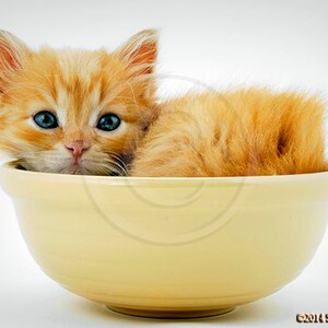 Cute Cat , Jasper in Bowl, Cute Kitten Photograph image 1