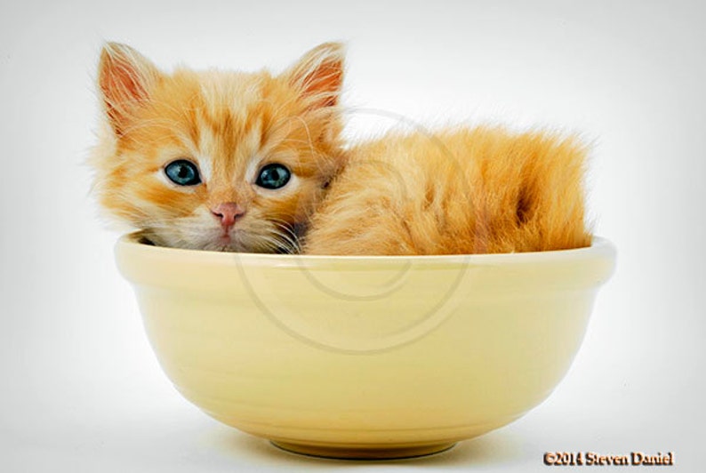 Cute Cat , Jasper in Bowl, Cute Kitten Photograph image 1