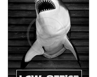 Law Office, lawyer, attorney, shark photograph humor