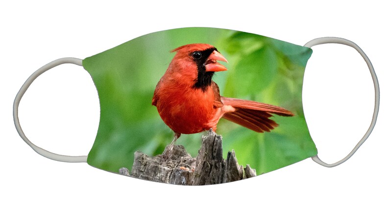 Cardinal on Stump, mask image 1