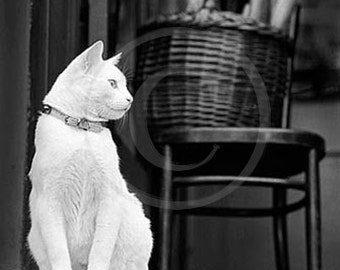 White Cat Photo, Cats, White Cat, Brooklyn NY