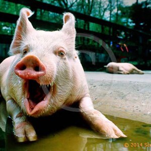 Art Cochon Riant Cochon Photo Drole Murale Art Photo Humour Etsy