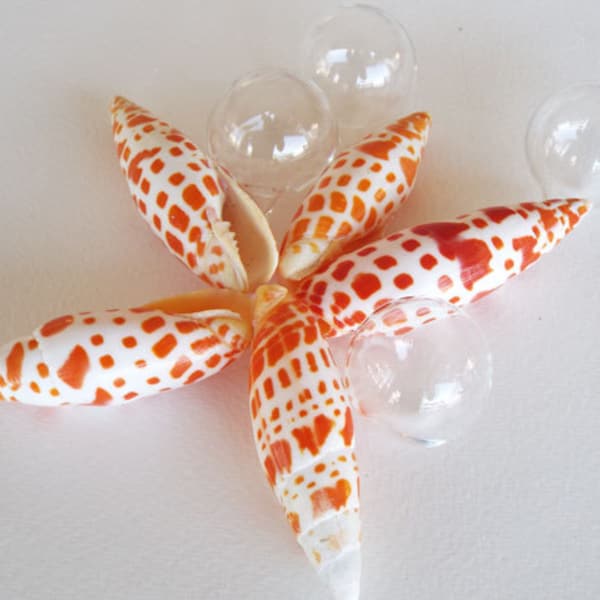 Mitra Mitra shells (2), orange/white shells, beach wedding, coastal decor, craft supply